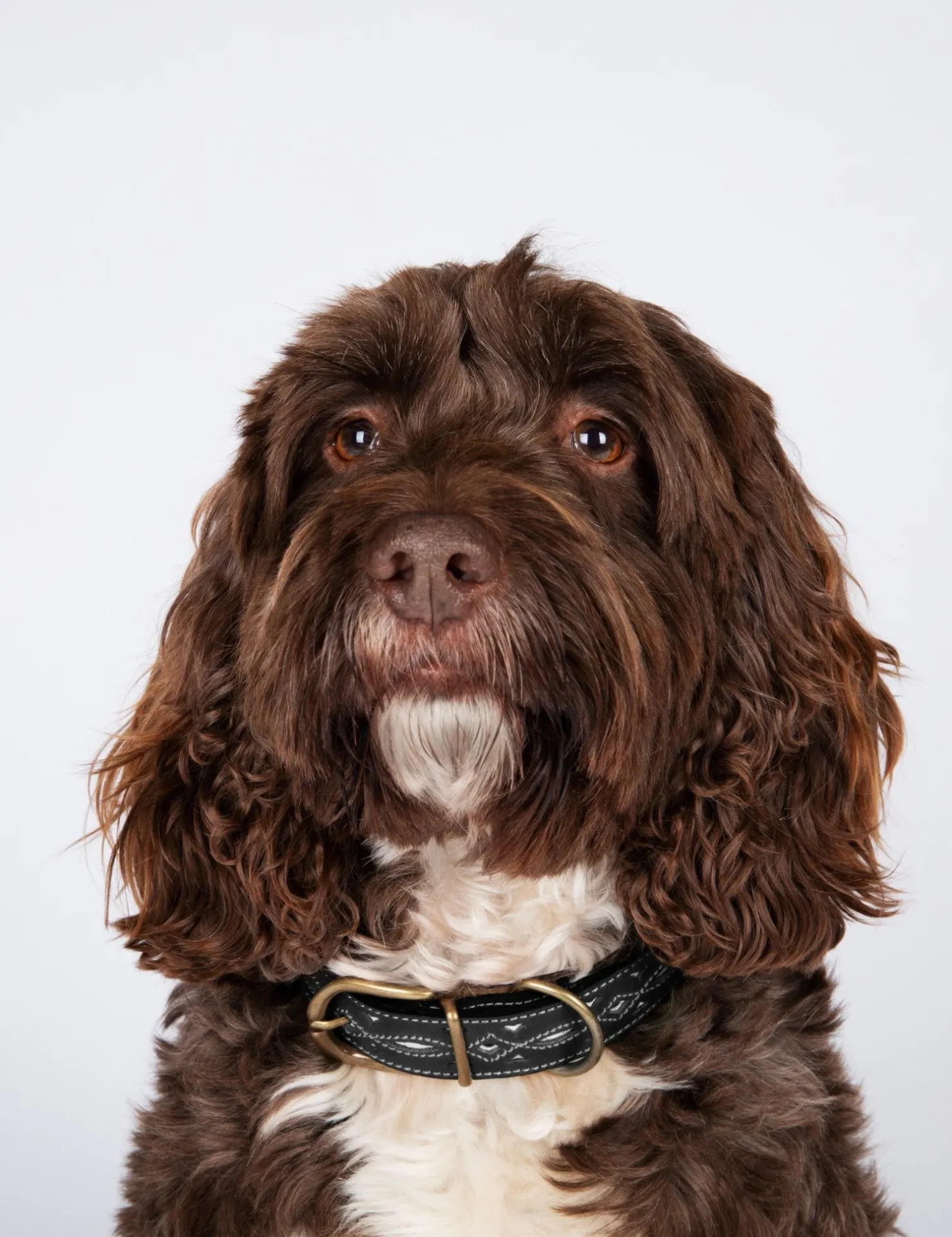 Penelope Chilvers Dog Accessories*Dog Collar